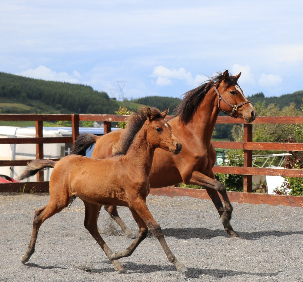 Expat Morgans leading sport stud farm in Europe